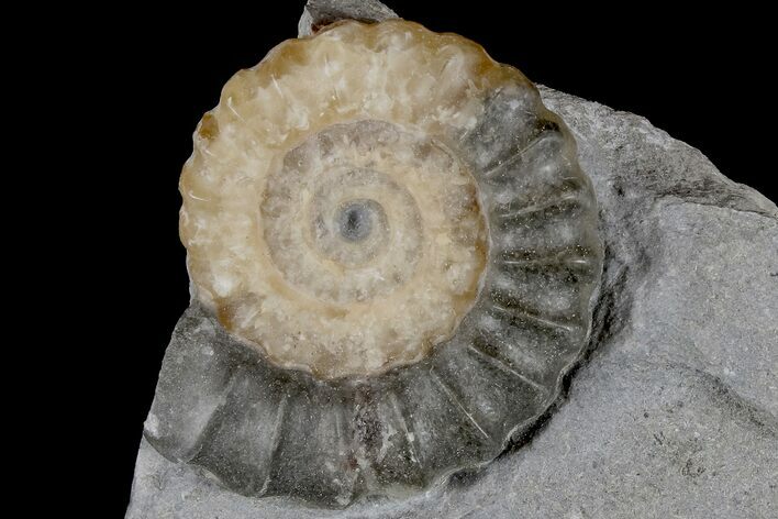 Ammonite (Promicroceras) Fossil - Lyme Regis #166637